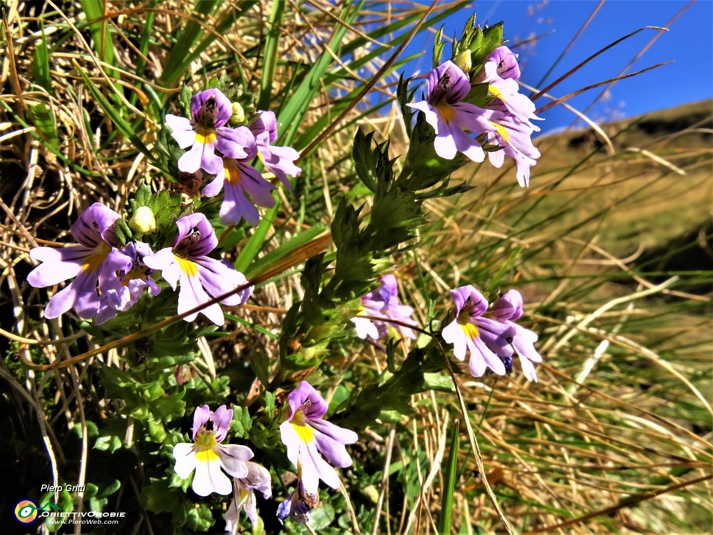 18 Fiori di Euphrasia stricta (Eufrasia stretta).JPG